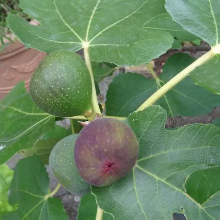 & Gaestehaus Paffrath Grossbrembach