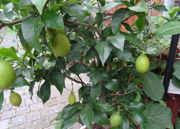 Pension&gästehaus Paffrath *