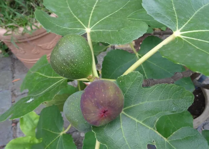 & Gaestehaus Paffrath Grossbrembach